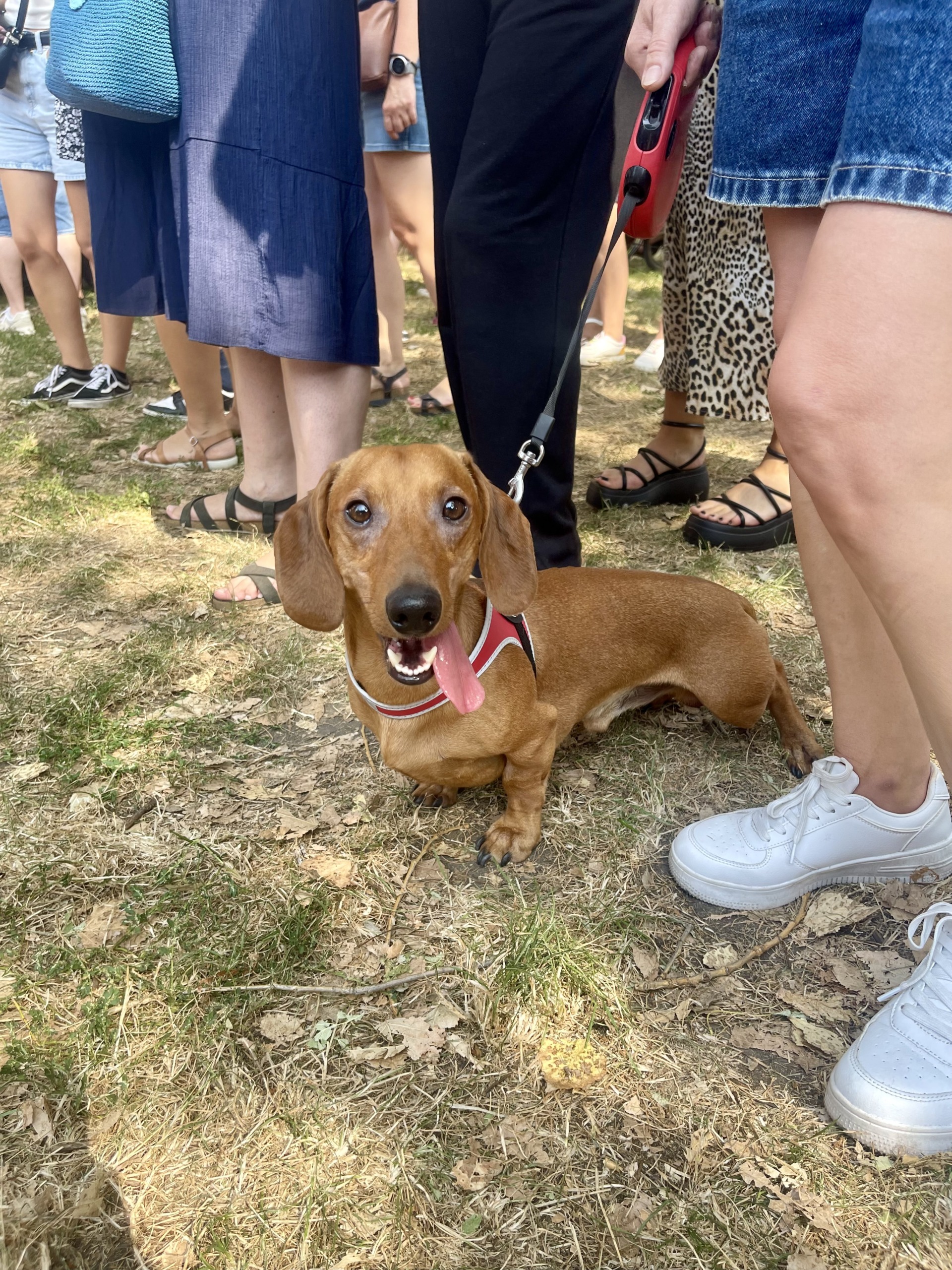 Dachshund Parade in Krakow