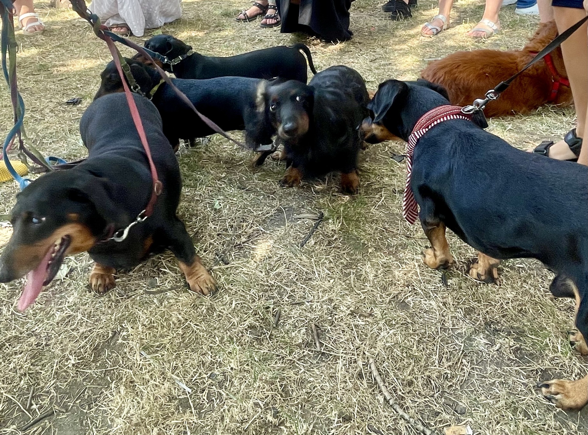 Dachshund Parade in Krakow