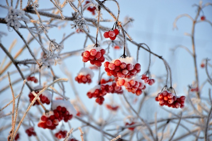 Red Berries in Winter