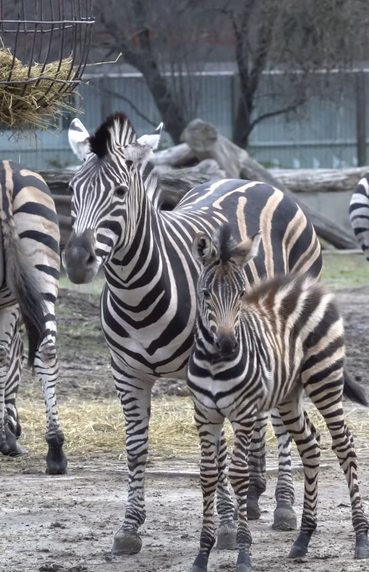 Meet Bakcyl: The New Zebra at the Zoo