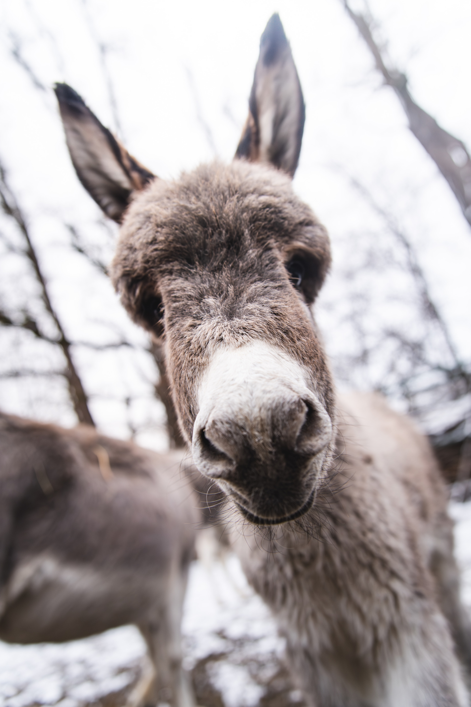 Meet Brajan, the Zoo's Newest Donkey