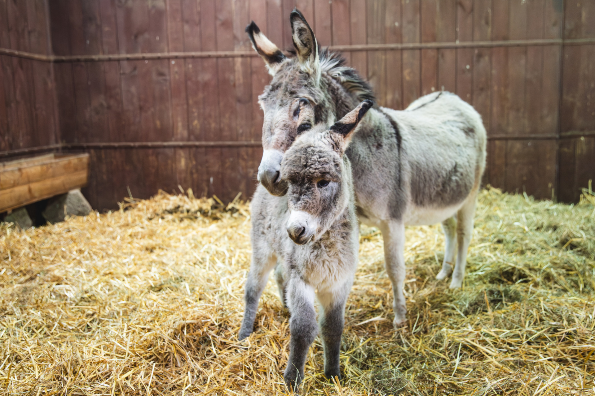 Meet Brajan, the Zoo's Newest Donkey