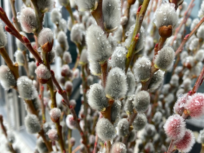 spring buds